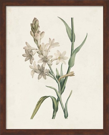 Framed Classic Botanicals I Print