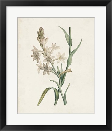 Framed Classic Botanicals I Print