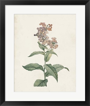 Framed Classic Botanicals II Print