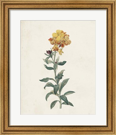 Framed Classic Botanicals III Print