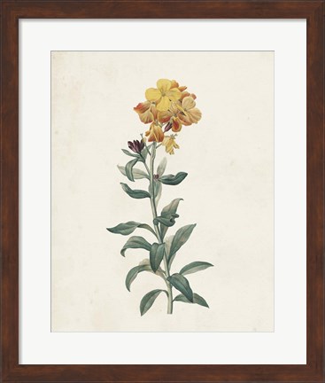 Framed Classic Botanicals III Print