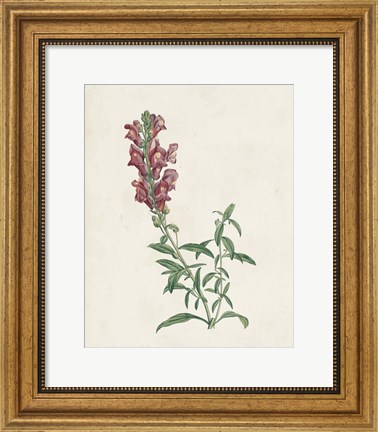 Framed Classic Botanicals IV Print