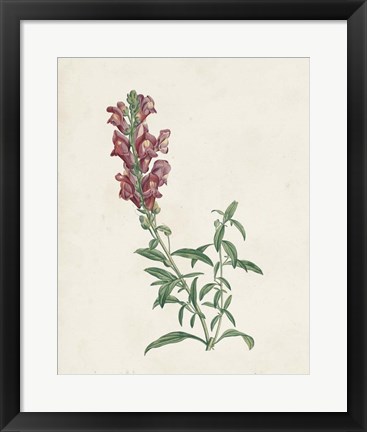 Framed Classic Botanicals IV Print