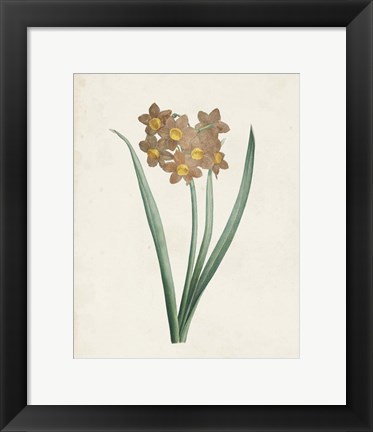 Framed Classic Botanicals VI Print