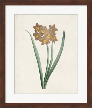 Framed Classic Botanicals VI Print