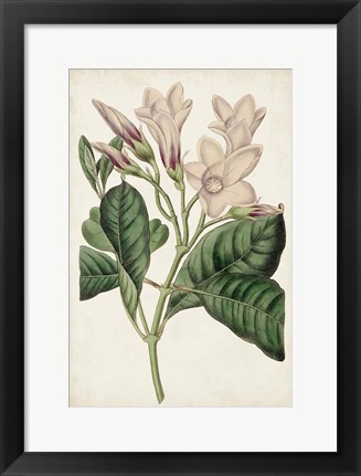 Framed Antique Botanical Collection IX Print