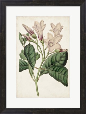 Framed Antique Botanical Collection IX Print
