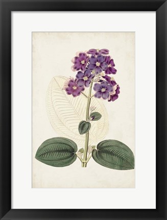 Framed Antique Botanical Collection V Print