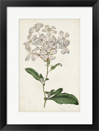 Framed Antique Botanical Collection VIII Print