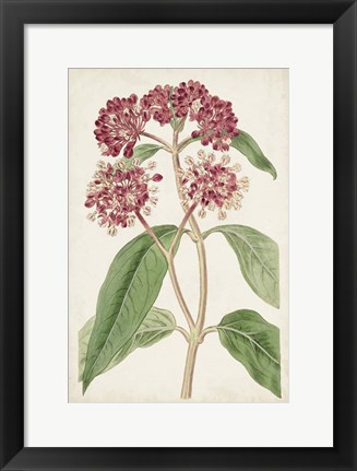 Framed Antique Botanical Collection XI Print