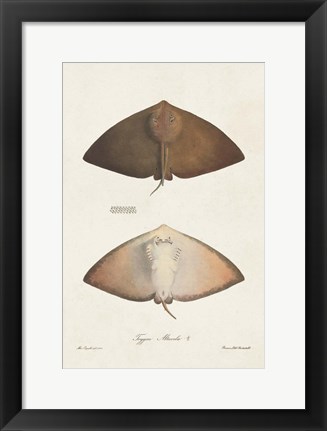 Framed Antique Rays II Print