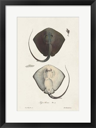 Framed Antique Rays III Print