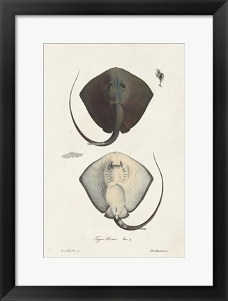 Framed Antique Rays III Print