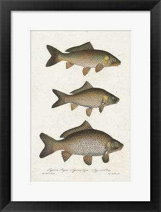 Framed Species of Antique Fish I Print