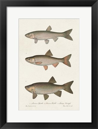 Framed Species of Antique Fish IV Print