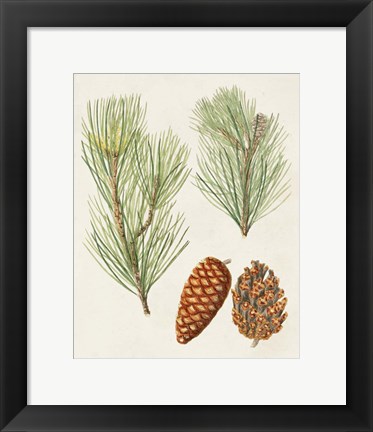 Framed Antique Pine Cones I Print