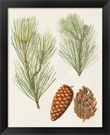 Framed Antique Pine Cones I Print