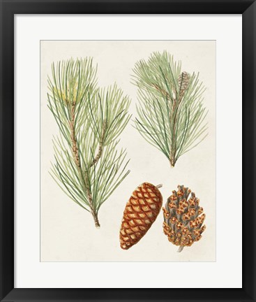 Framed Antique Pine Cones I Print