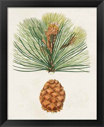 Framed Antique Pine Cones II Print