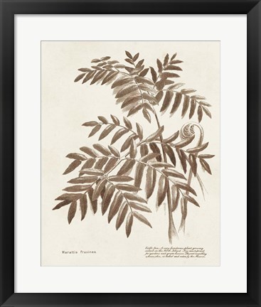 Framed Sepia Fern Varieties II Print