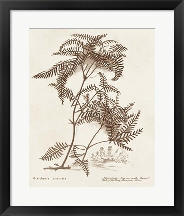 Framed Sepia Fern Varieties III Print