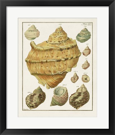 Framed Pastel Shell Pair I Print