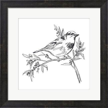 Framed Simple Songbird Sketches I Print