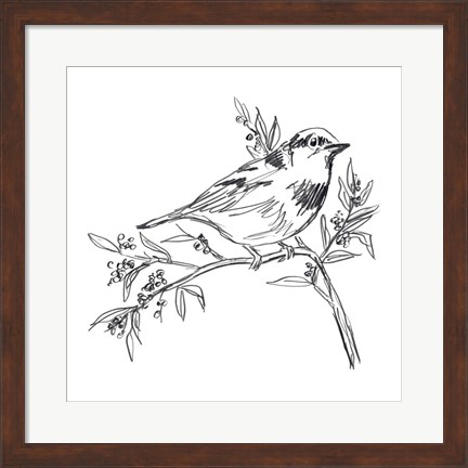 Framed Simple Songbird Sketches I Print