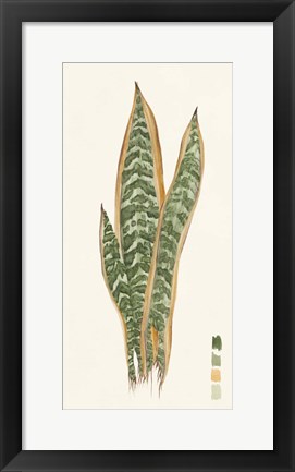 Framed Snake Plants I Print