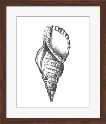 Framed Seashell Study III Print