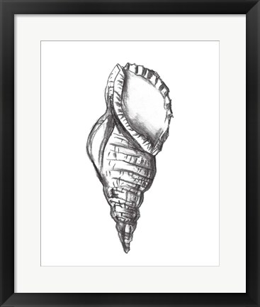 Framed Seashell Study III Print