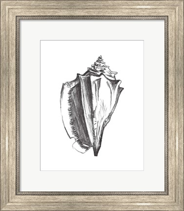 Framed Seashell Study IV Print