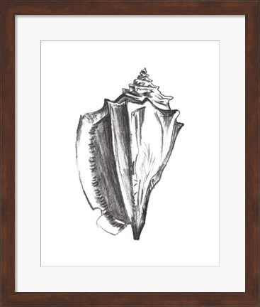 Framed Seashell Study IV Print