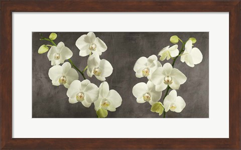 Framed Orchids on Grey Background Print