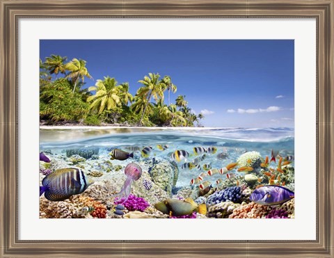 Framed Underwater life Print