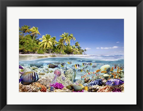 Framed Underwater life Print