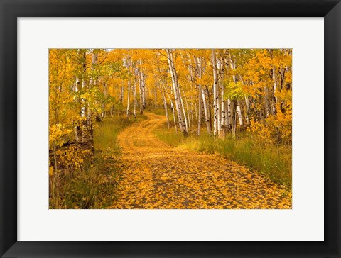 Framed Aspen Tree Trunks Print