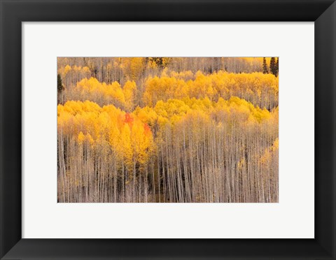 Framed Beckwith Aspens Print