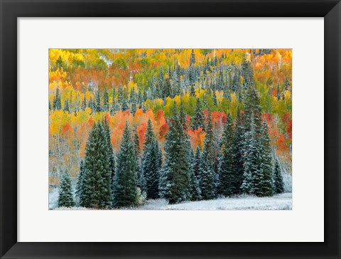 Framed Christmas Trees Print