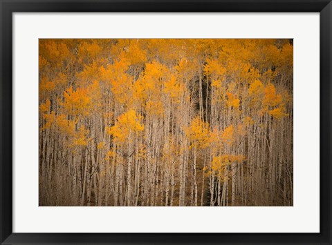 Framed Intimate Aspen Print