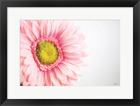 Framed Daisy Close-up Print