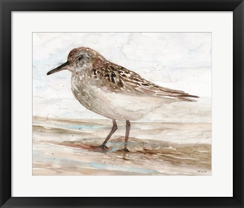 Framed Sanibel Piper 1 Print