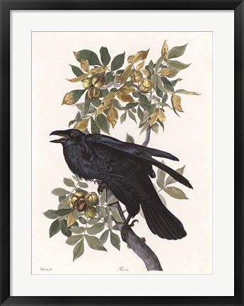 Framed Vintage Crow 2 Print