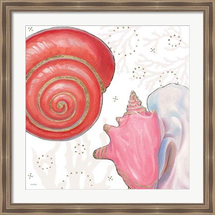 Framed Shimmering Shells IV Print