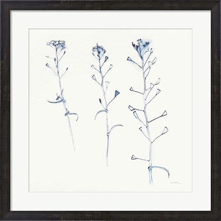 Framed Shepherds Purse Stems I Blue Print