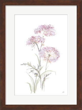 Framed Tall Queen Annes Lace III Print