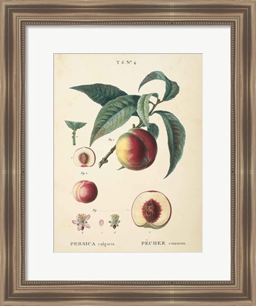 Framed Peaches II Print