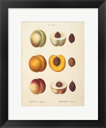 Framed Peaches I Print