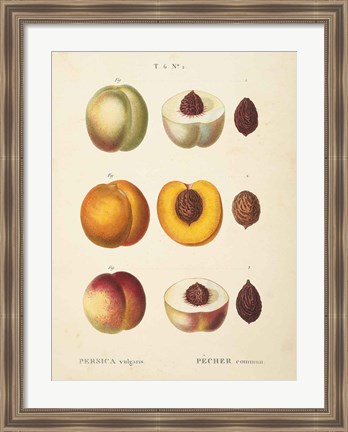 Framed Peaches I Print