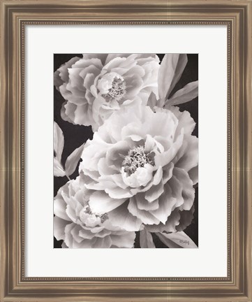 Framed Black and White Peonies Print